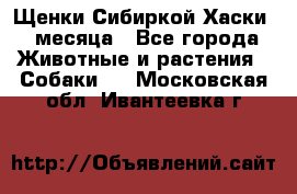 Щенки Сибиркой Хаски 2 месяца - Все города Животные и растения » Собаки   . Московская обл.,Ивантеевка г.